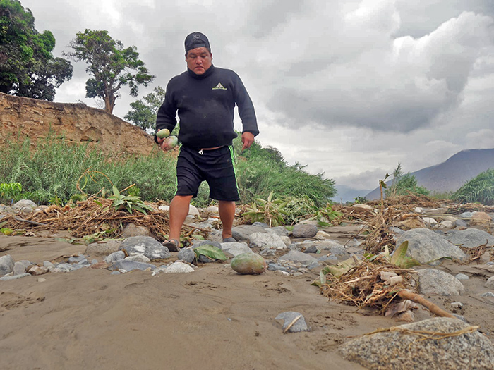 Huayco destruyó hectáreas de paltos y mangos de exportación en Áncash-Perú
