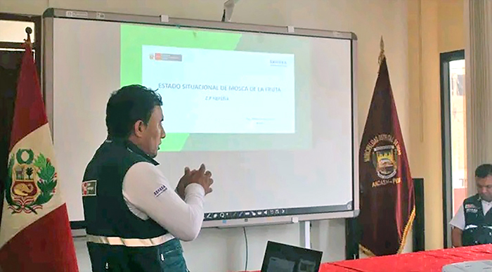 Áncash-Perú: Campaña de erradicación de mosca de la fruta para exportar mango
