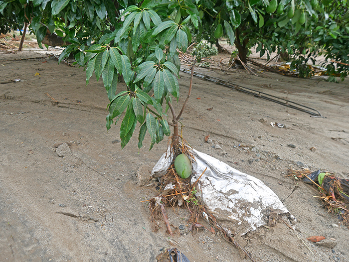 Huayco destruyó hectáreas de paltos y mangos de exportación en Áncash-Perú