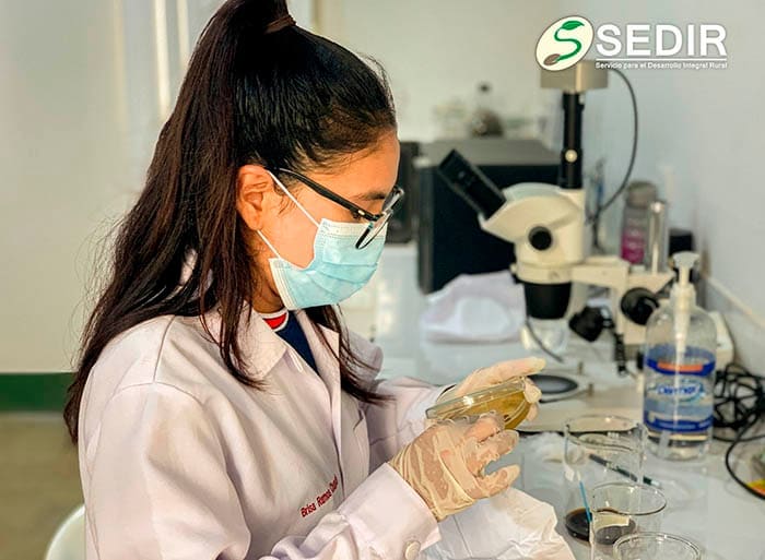 Ensayos agrícolas de investigación en el Valle de Nepeña