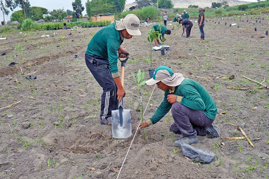 Técnico de SEDIR brindando asistencia técnica en campo, Valle de Nepeña