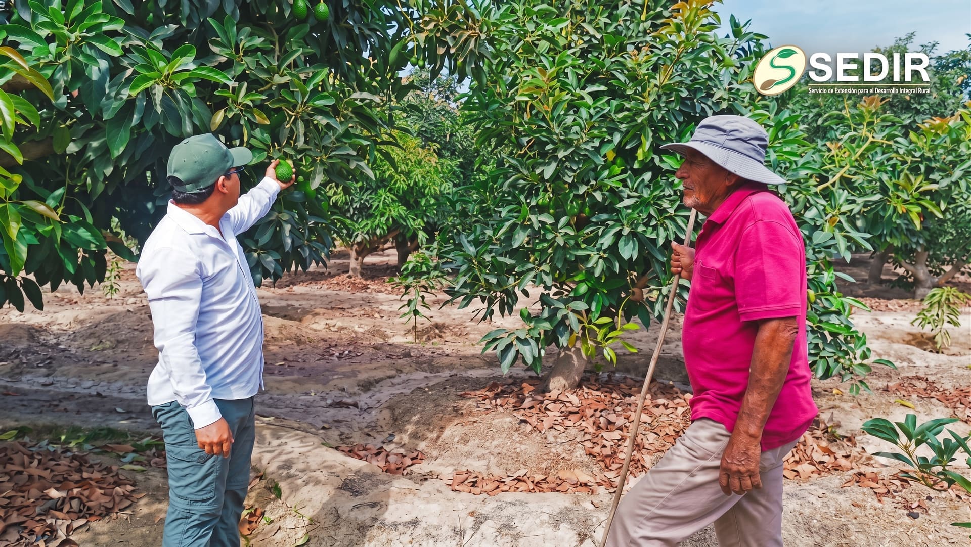 Asesoría Agrícola