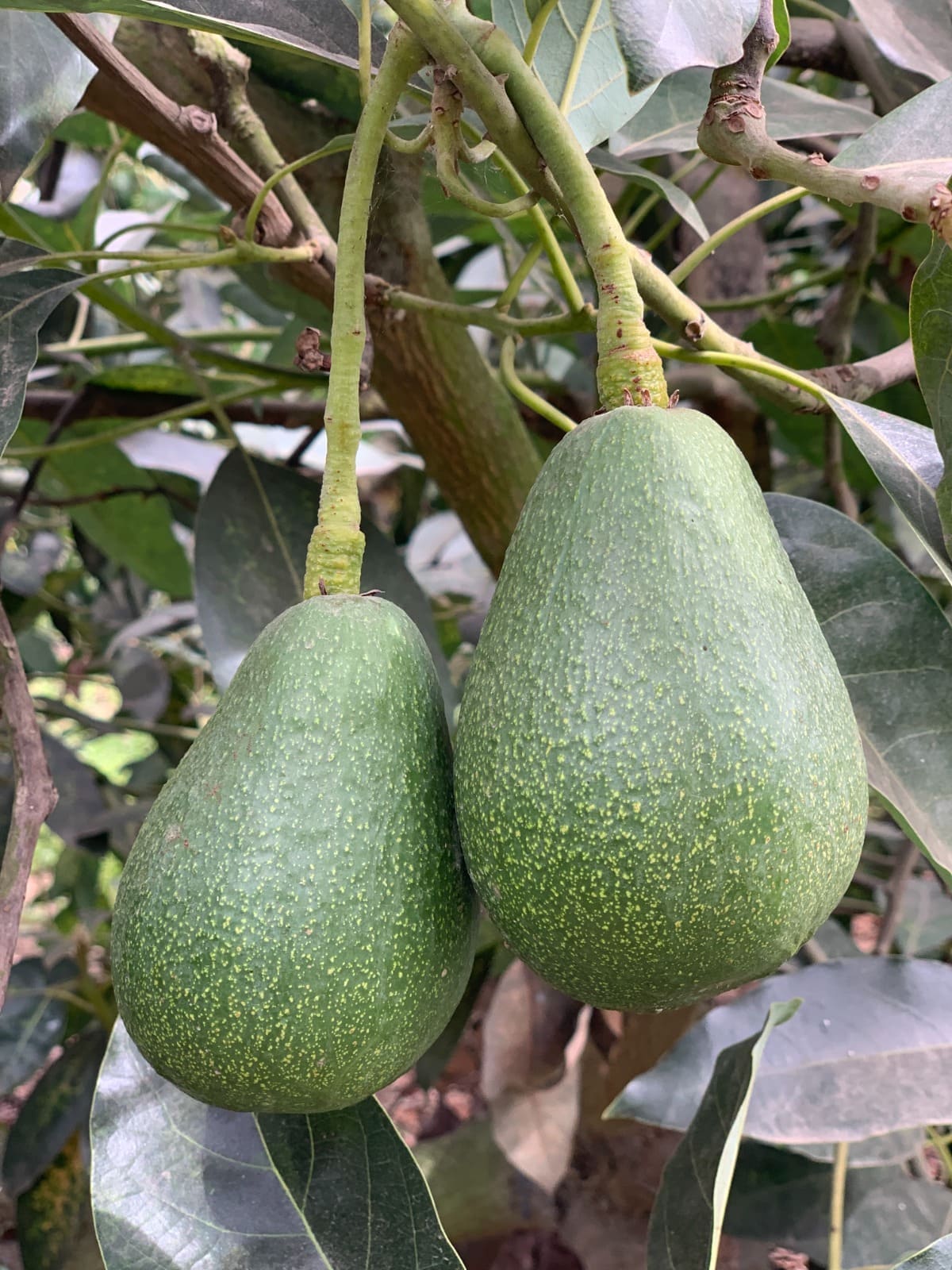 Palta Fuerte