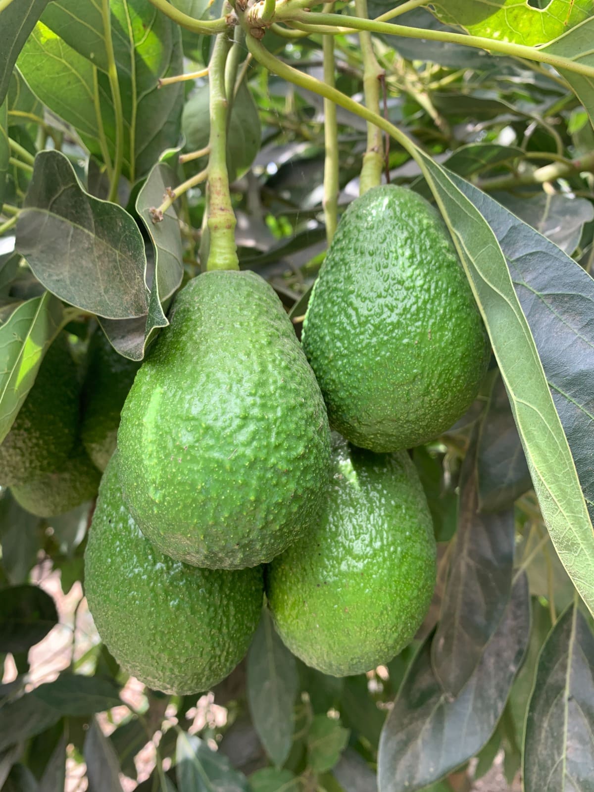Palta Hass
